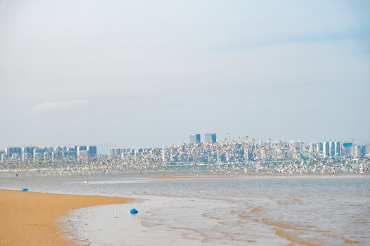 秦皇岛鸽子窝湿地的海鸥群