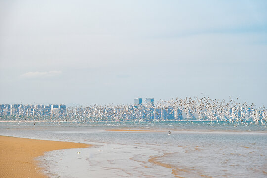 秦皇岛鸽子窝湿地的海鸥群