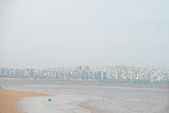 秦皇岛鸽子窝湿地的海鸥群