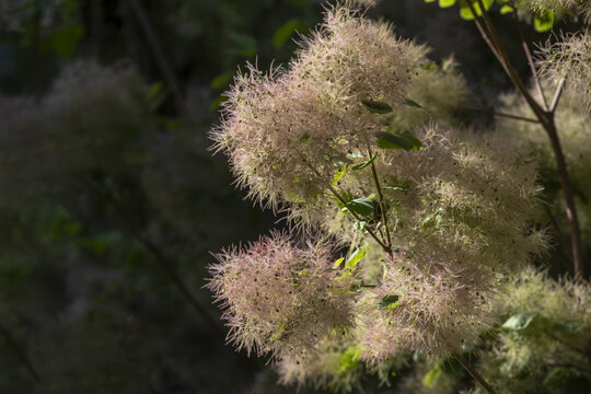 黄栌树开花图片