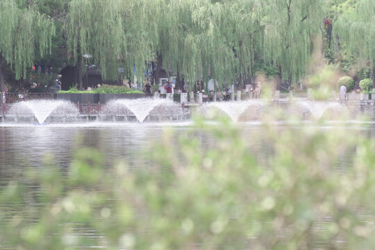 湖畔垂柳下的喷泉景致