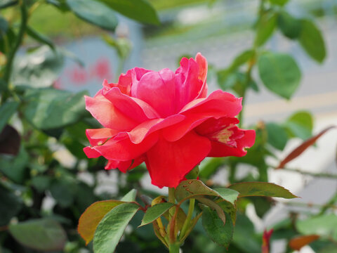 月季花
