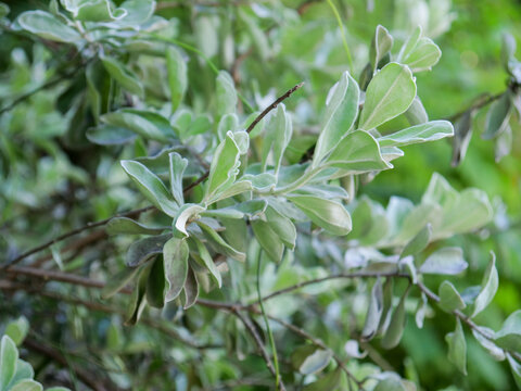 红花玉芙蓉银叶植物的静谧之美