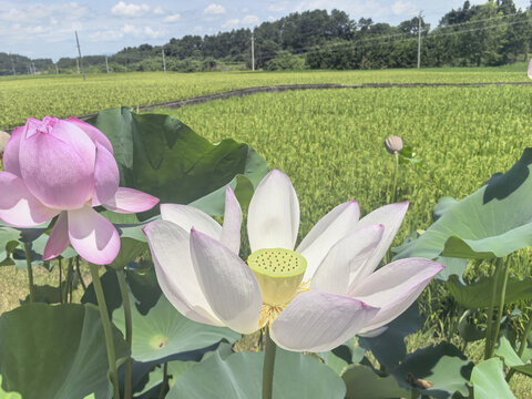 田野间绽放的美丽荷花