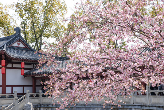 樱花芬芳