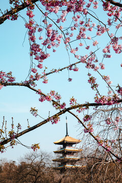 樱花三月