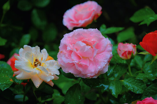 玫瑰花