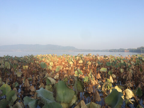 杭州西湖秋日湖畔残败的荷塘景致