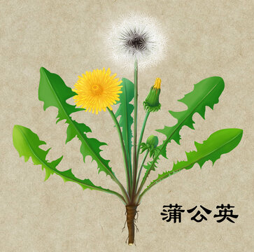 蒲公英