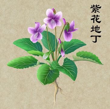 紫花地丁