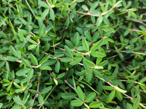 鸡眼草