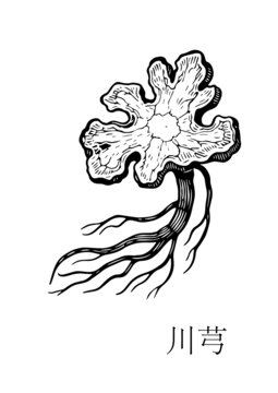 中药川芎图案