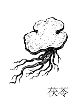 手绘中药材茯苓图案