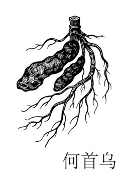 手绘何首乌植物插画