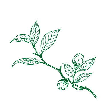 手绘茶叶枝叶花卉线手稿图封面设计底纹图
