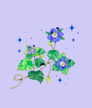 中草药植物插画元素波斯婆婆纳