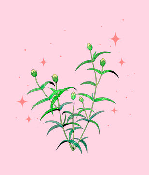 中草药植物插画元素漆姑草