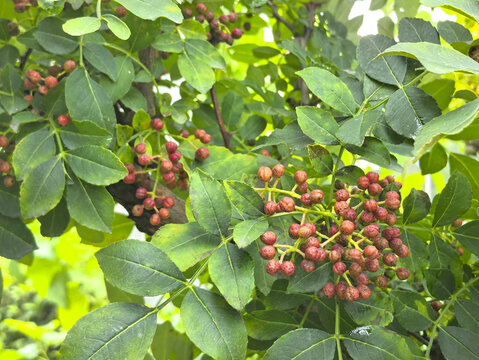 枝头红花椒拍摄