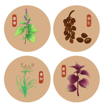 手绘藿香砂仁香附紫苏中药材植物草本插画