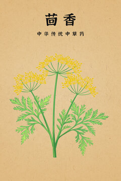 传统中草药茴香插画