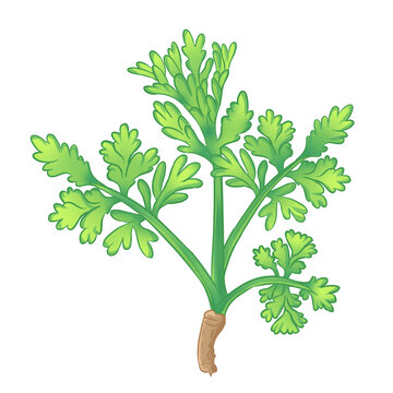 茵陈手绘插画中草药材图鉴