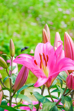 粉色百合花与飞舞黑色昆虫