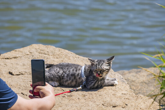 萌猫户外被手机拍摄瞬间