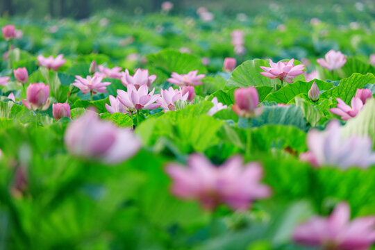荷塘