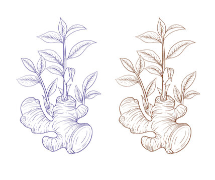 生姜中草药版画