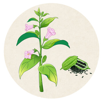 黑芝麻中草药