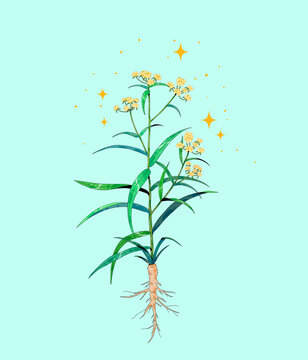 小清新中草药插画柴胡