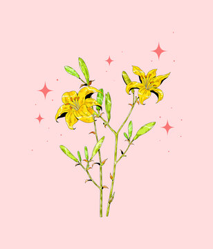 小清新中草药插画黄花菜