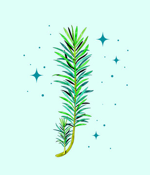 小清新中草药插画小飞蓬