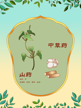 中草药插图主题山药