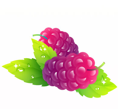 手绘中药药材桑葚插画