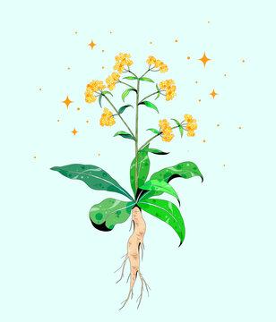 小清新中草药插画板蓝根