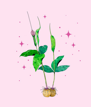 小清新中草药插画半夏
