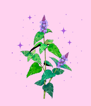 小清新中草药插画藿香