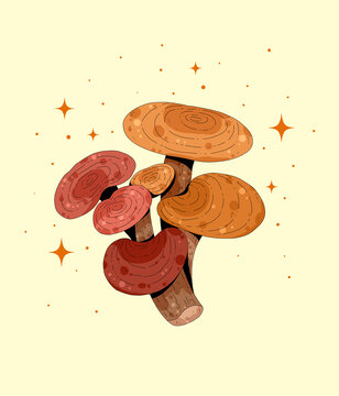 小清新中草药插画灵芝