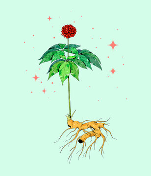 小清新中草药插画三七
