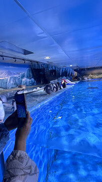 水族馆内拍摄企鹅场景