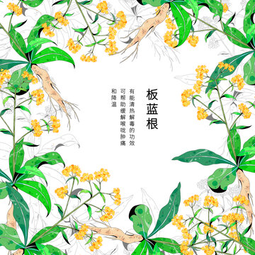 小清新中草药插画板蓝根