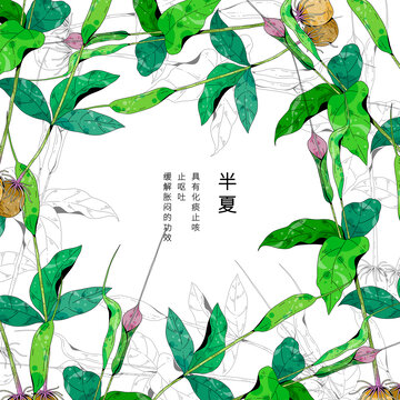 小清新中草药插画半夏