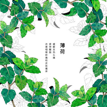 小清新中草药插画薄荷