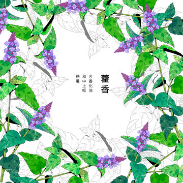 小清新中草药插画藿香