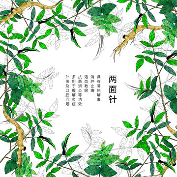 小清新中草药插画两面针