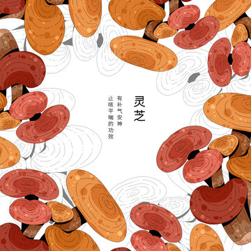 小清新中草药插画灵芝