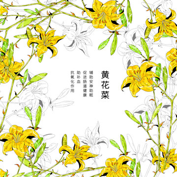 小清新中草药插画黄花菜