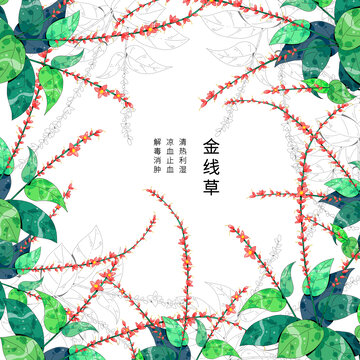 小清新中草药插画金线草