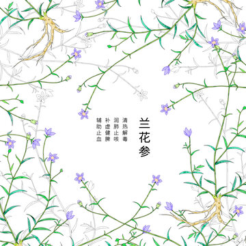 小清新中草药插画兰花参